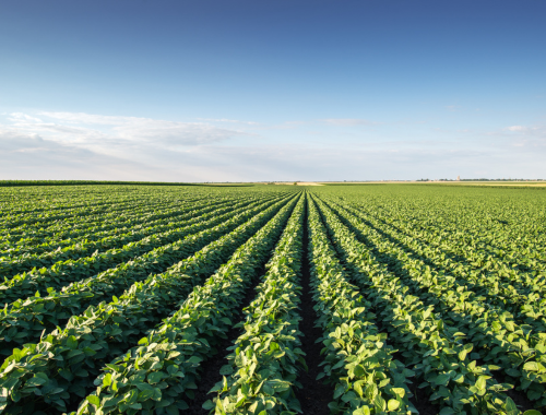 Lee más sobre el artículo Productos argentinos que ganan terreno en el mercado europeo