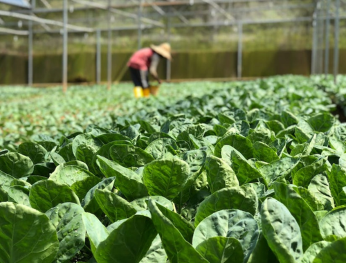 Leia mais sobre o artigo Posadas Sede do Congresso Nacional de Horticultura: Um Evento Histórico para a Província