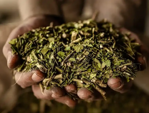 Lee más sobre el artículo Yerba orgánica: la nueva tendencia sustentable que impulsa a Misiones